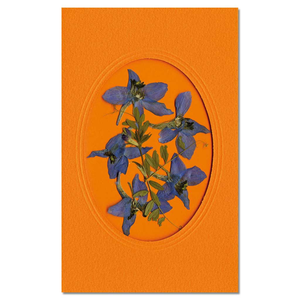 Große Pflanzenpresse Große Pflanzenpresse