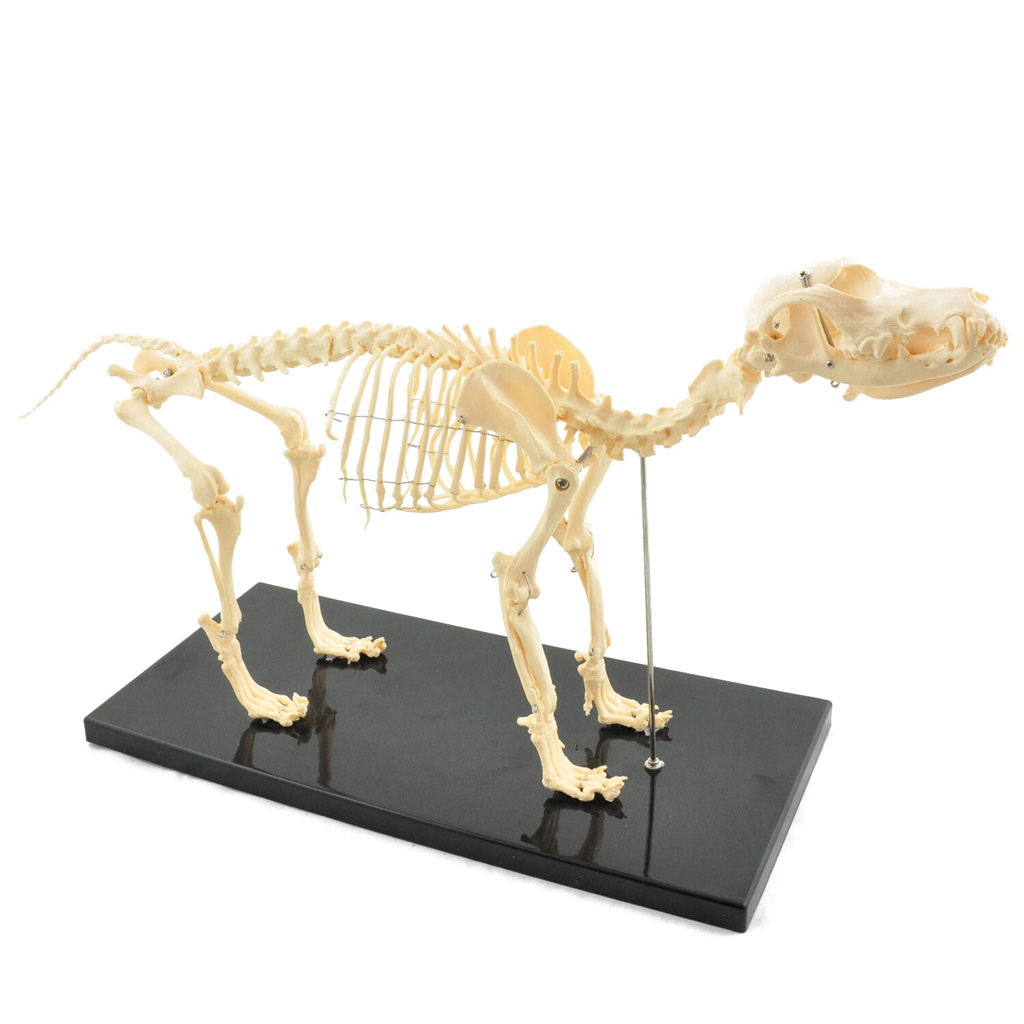 Hundeskelett, Naturabguss klein