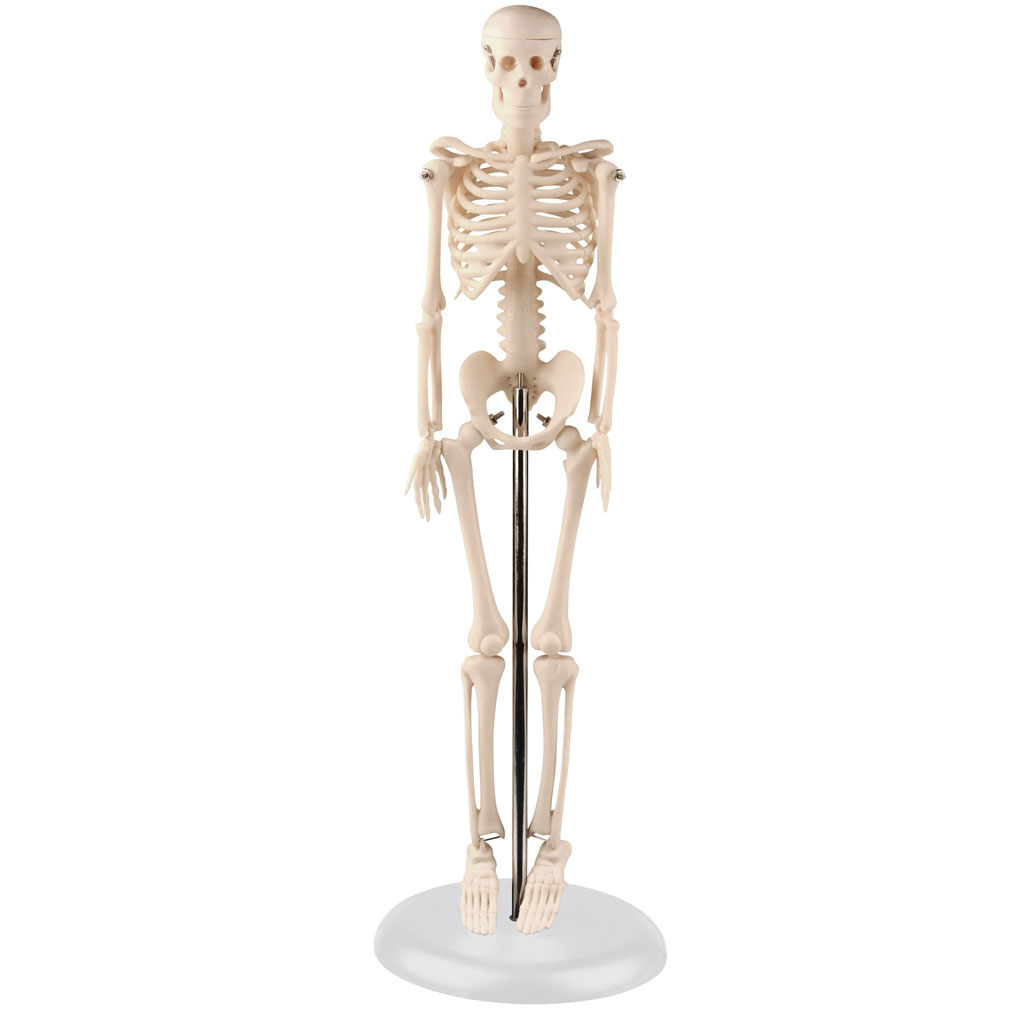 temp22335oELFAosRrXClQ Mini-Skelett