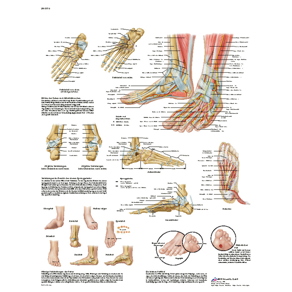 Fuß und Fußgelenke - Poster