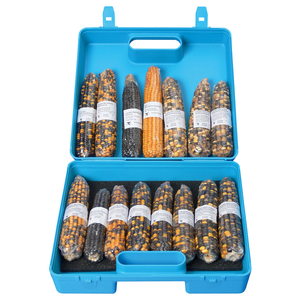 Mendel-Regeln: Maiskolben - Biokit I im Koffer