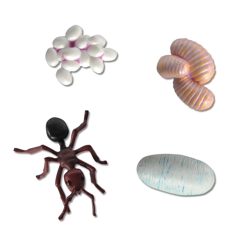 temp22661-lebenszyklus-ameiseFEJlaQ7b086uX Lebenszyklus Ameise