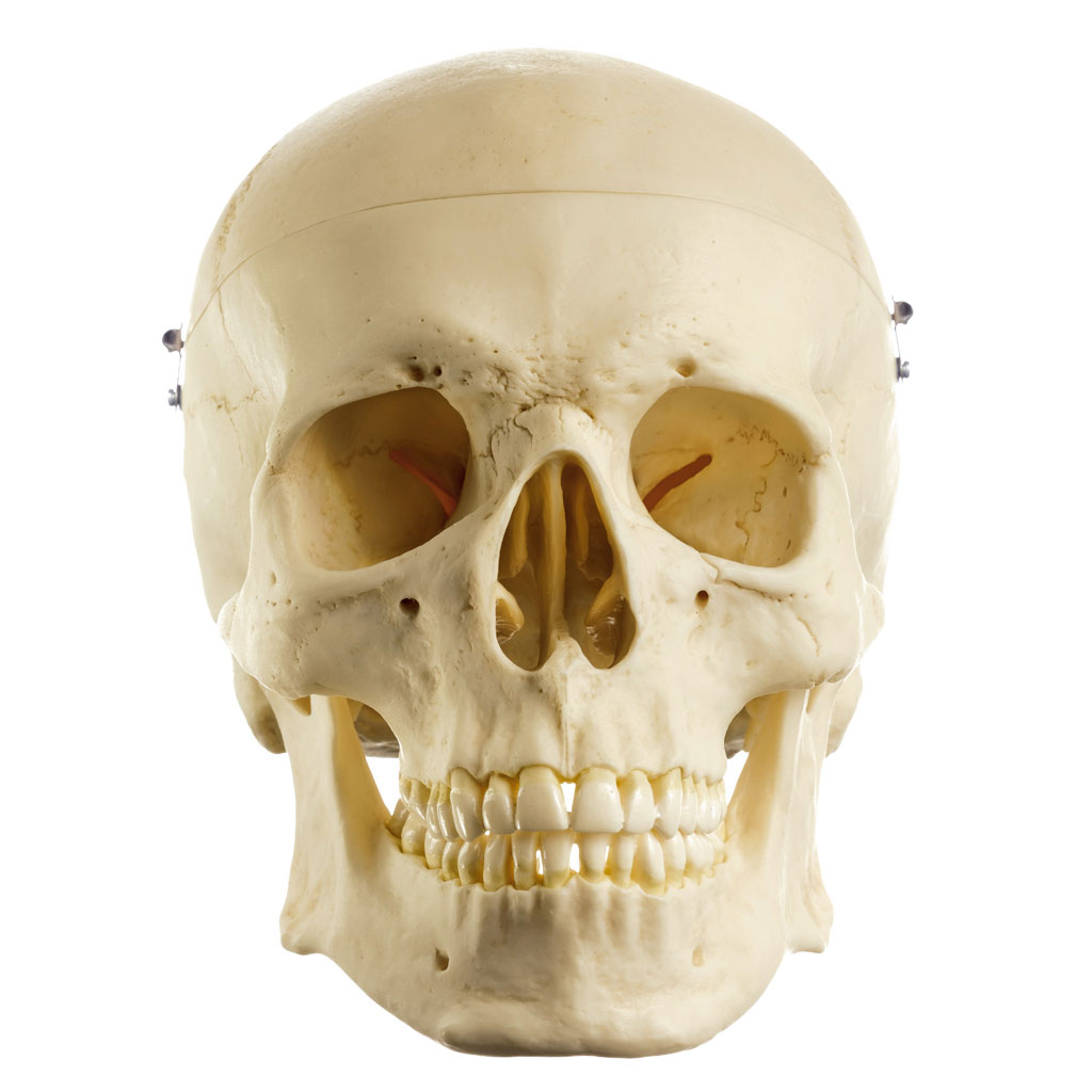 temp21471Jov7CgwUY3i1V Menschlicher Schädel 3-teilig