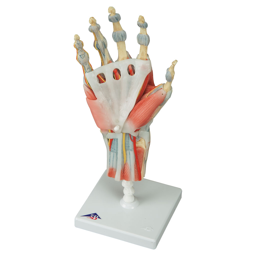 Modell des Handskeletts mit Bändern und Muskeln