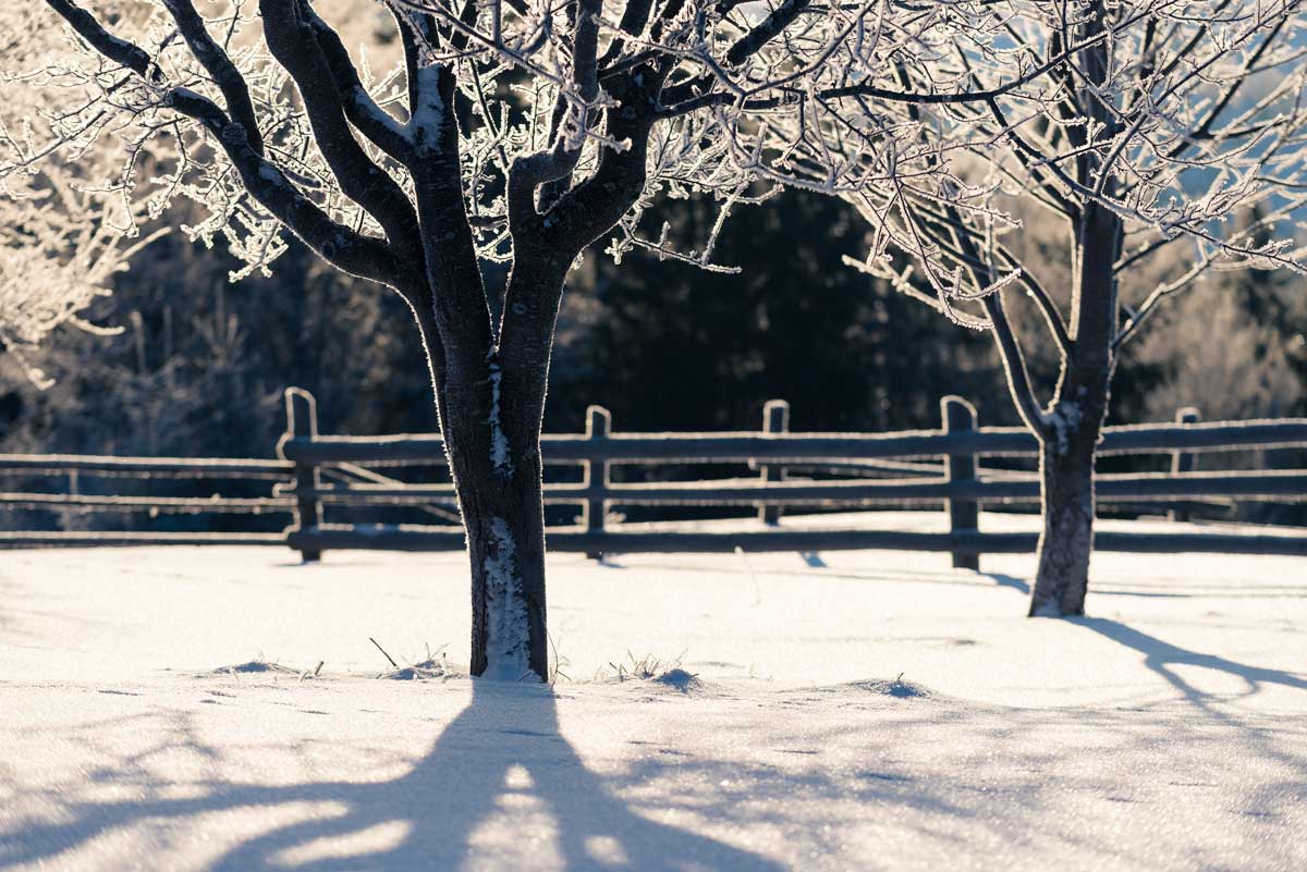 Baum und Wiese schneebedeckt
