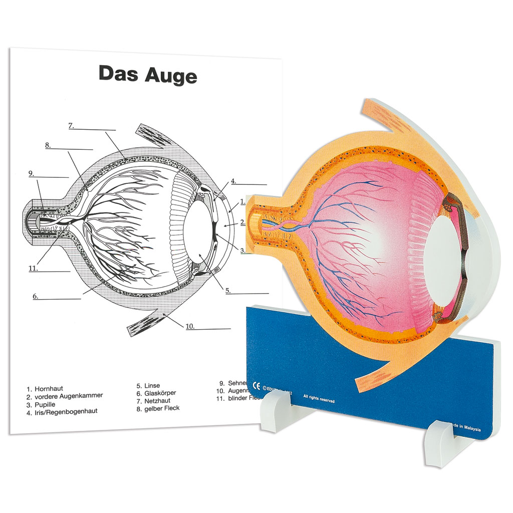 Anatomisches Modell Das Auge, inkl. Kopiervorlagen, 7-teilig Anatomisches Modell Das Auge, inkl. Kopiervorlagen, 7-teilig