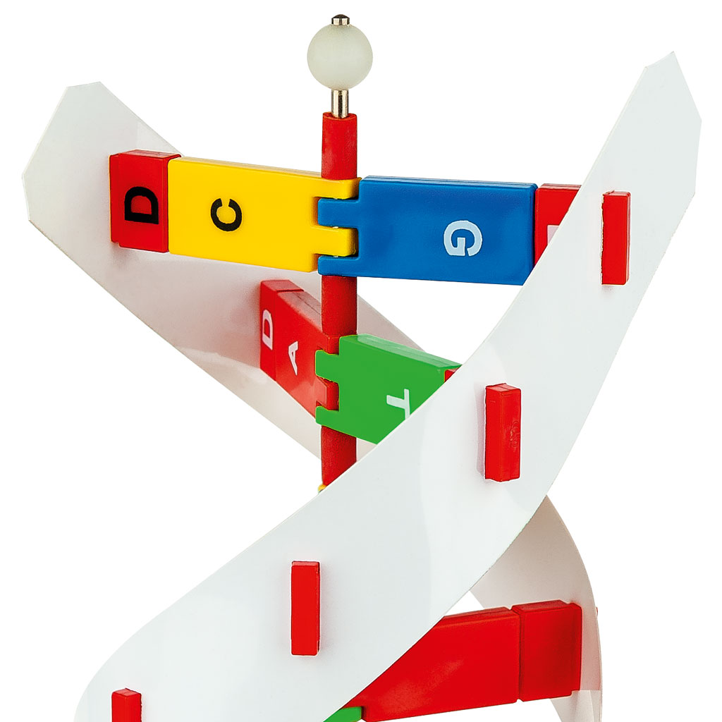 DNA-Übungsmodell, 1 Stück