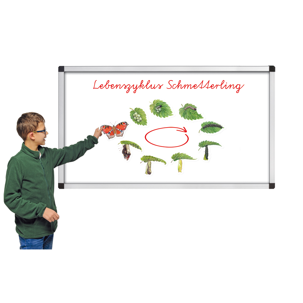 Vom Ei zum Schmetterling Vom Ei zum Schmetterling