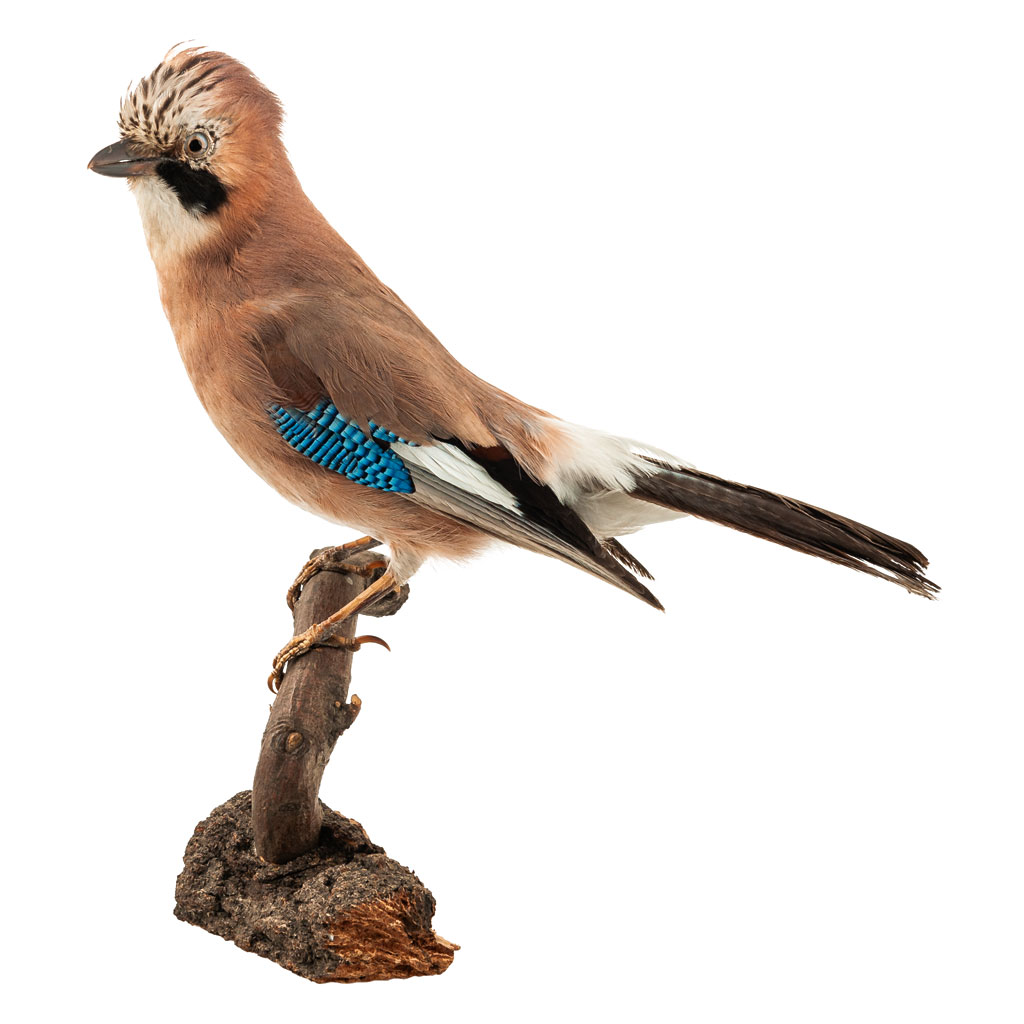 Ganzpräparat Eichelhäher Ganzpräparat Eichelhäher