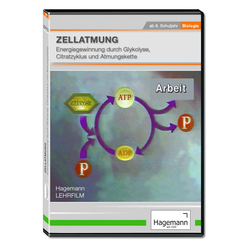 Zellatmung - Energiegewinnung durch Glykolyse, Citratzyklus und Atmungskette