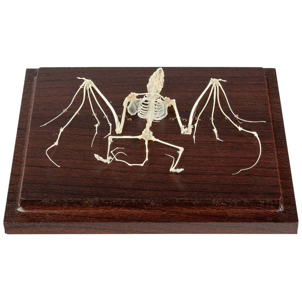 Skelett der Fledermaus (nicht geschützte Art) Skelett der Fledermaus (nicht geschützte Art)