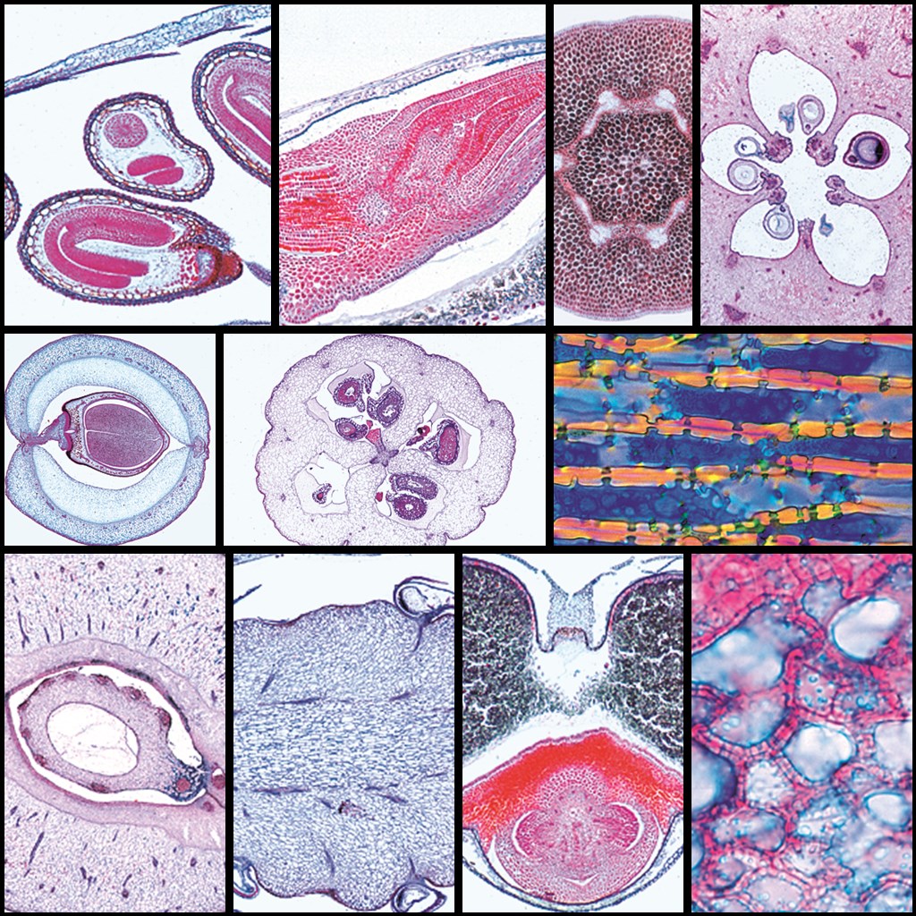 tempmp-s784xx-ff-serie-bluetenpflanzen-viiMbFR8ID7aXB5m Serie 78400 Blütenpflanzen VII. Frucht und Samen