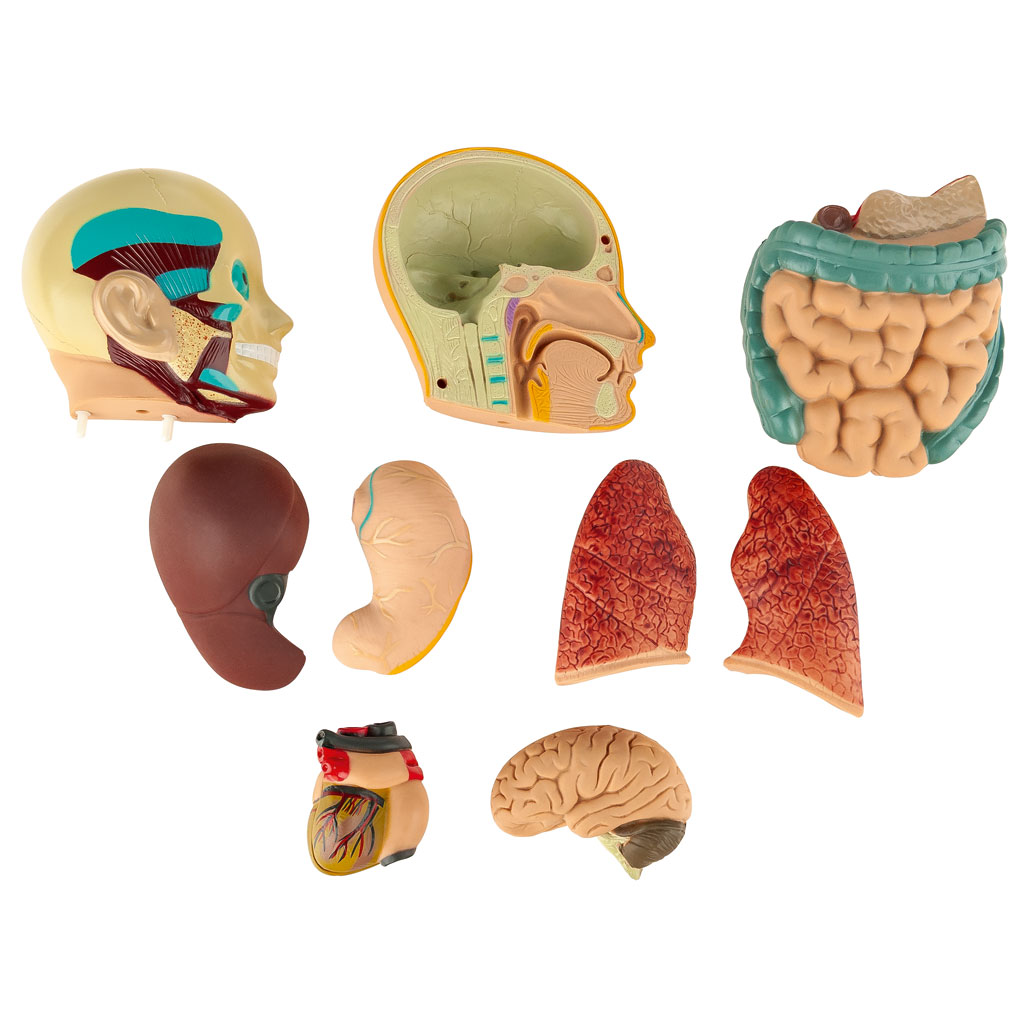 Übungstorso Mensch Übungstorso Mensch