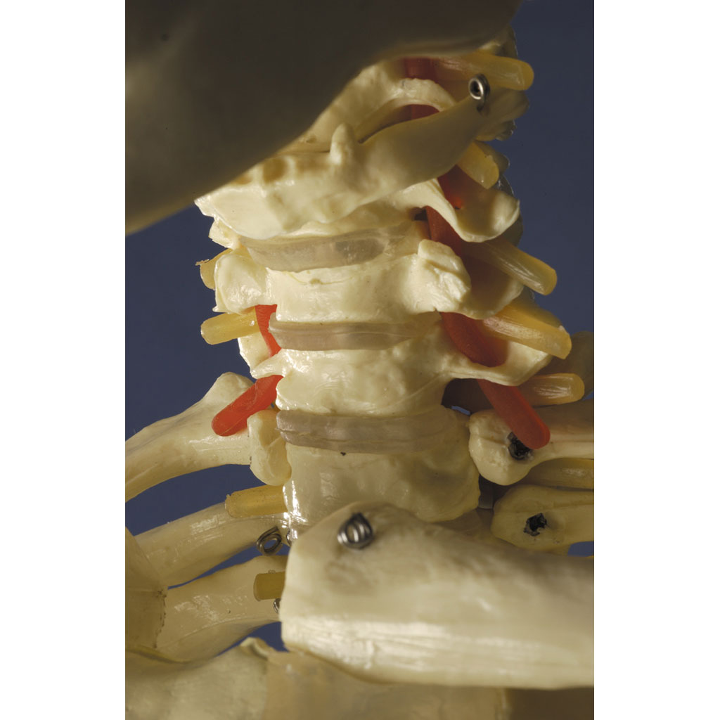 temp21323_1oL3tJ85CxThgX Menschliches Skelett