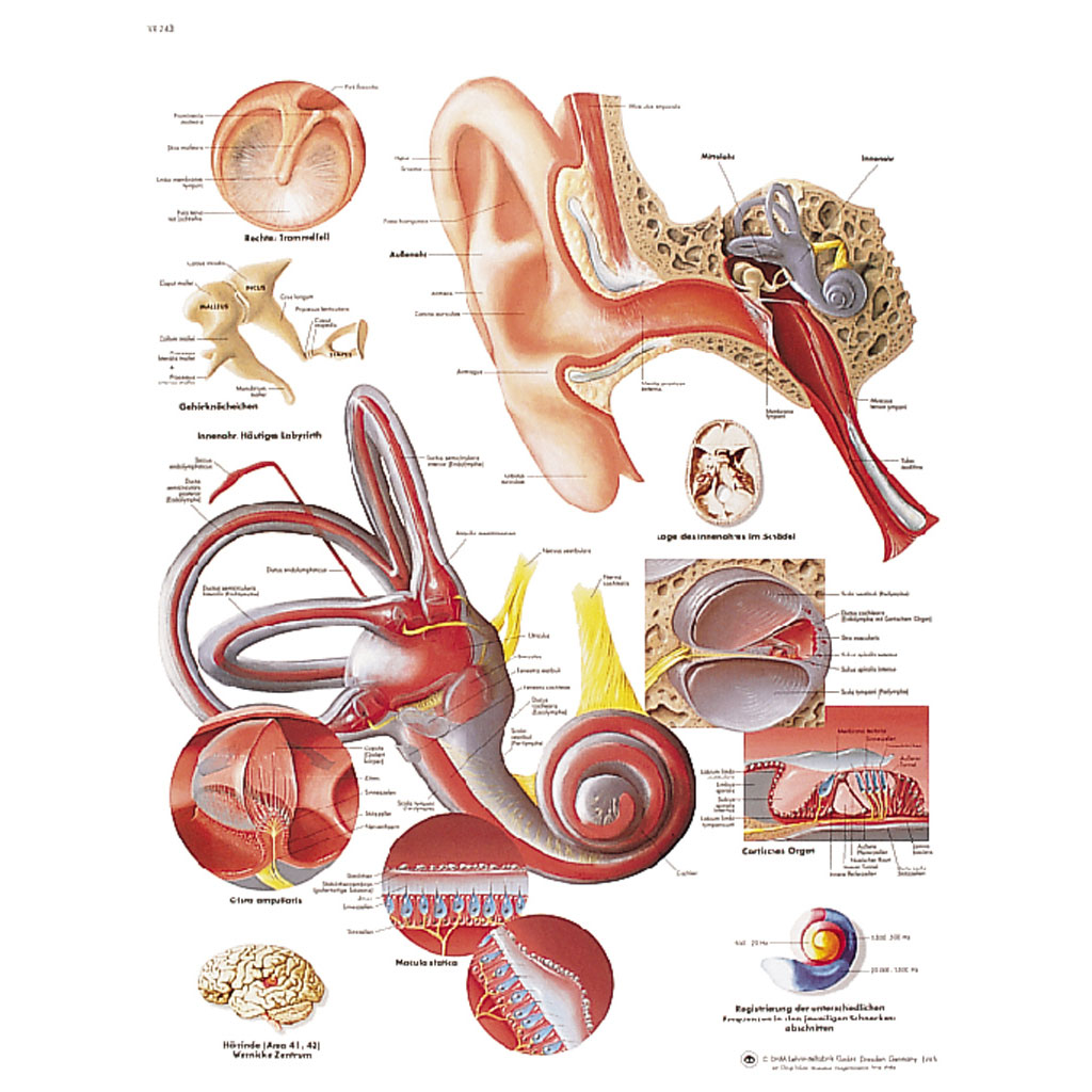 Das menschliche Ohr - Poster laminiert