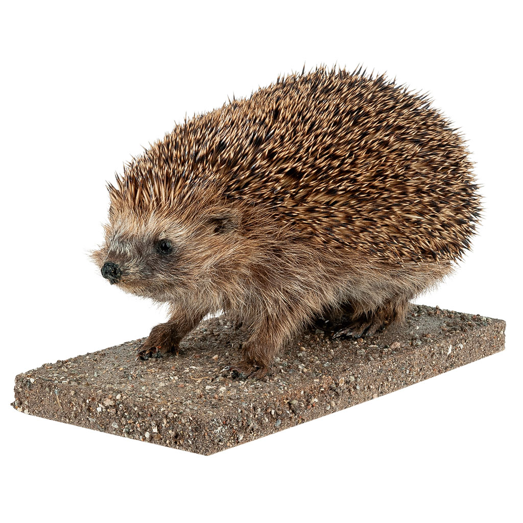 Ganzpräparat Igel