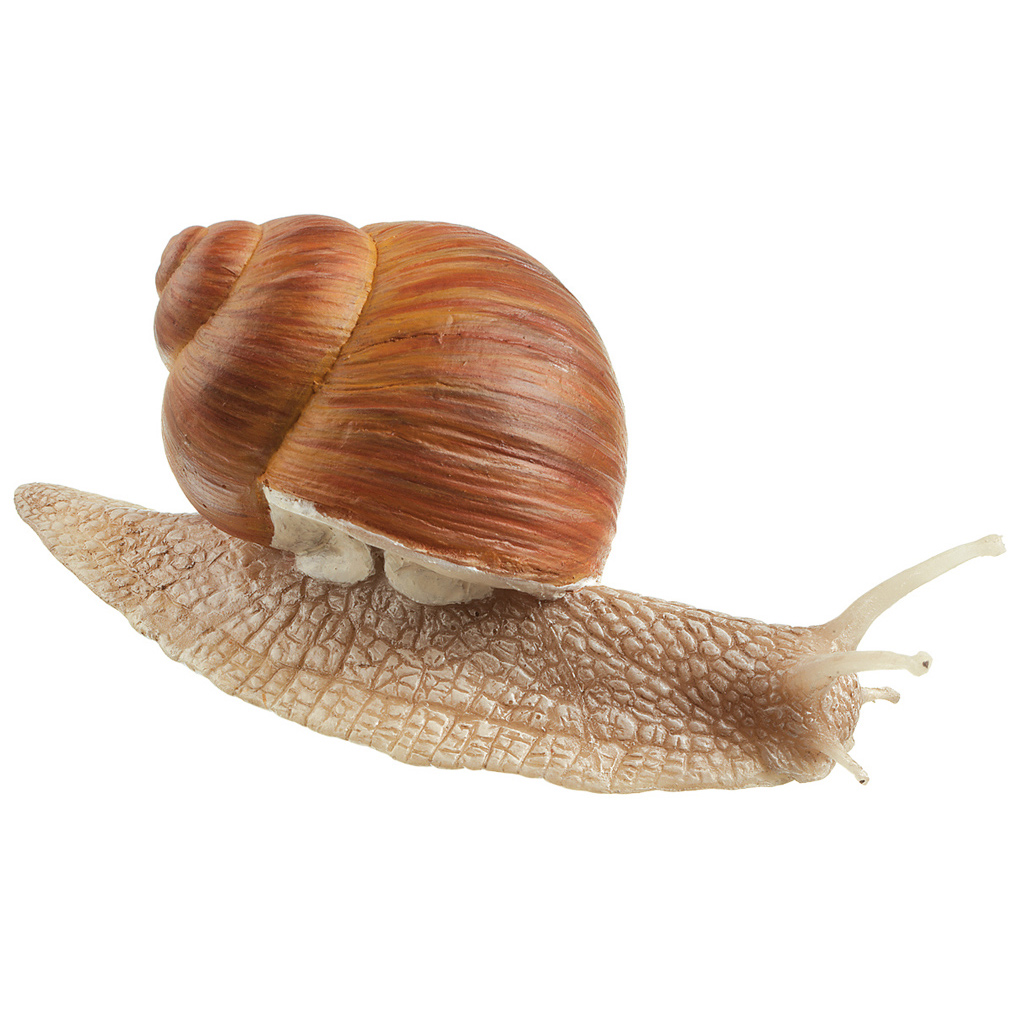 Weinbergschnecke