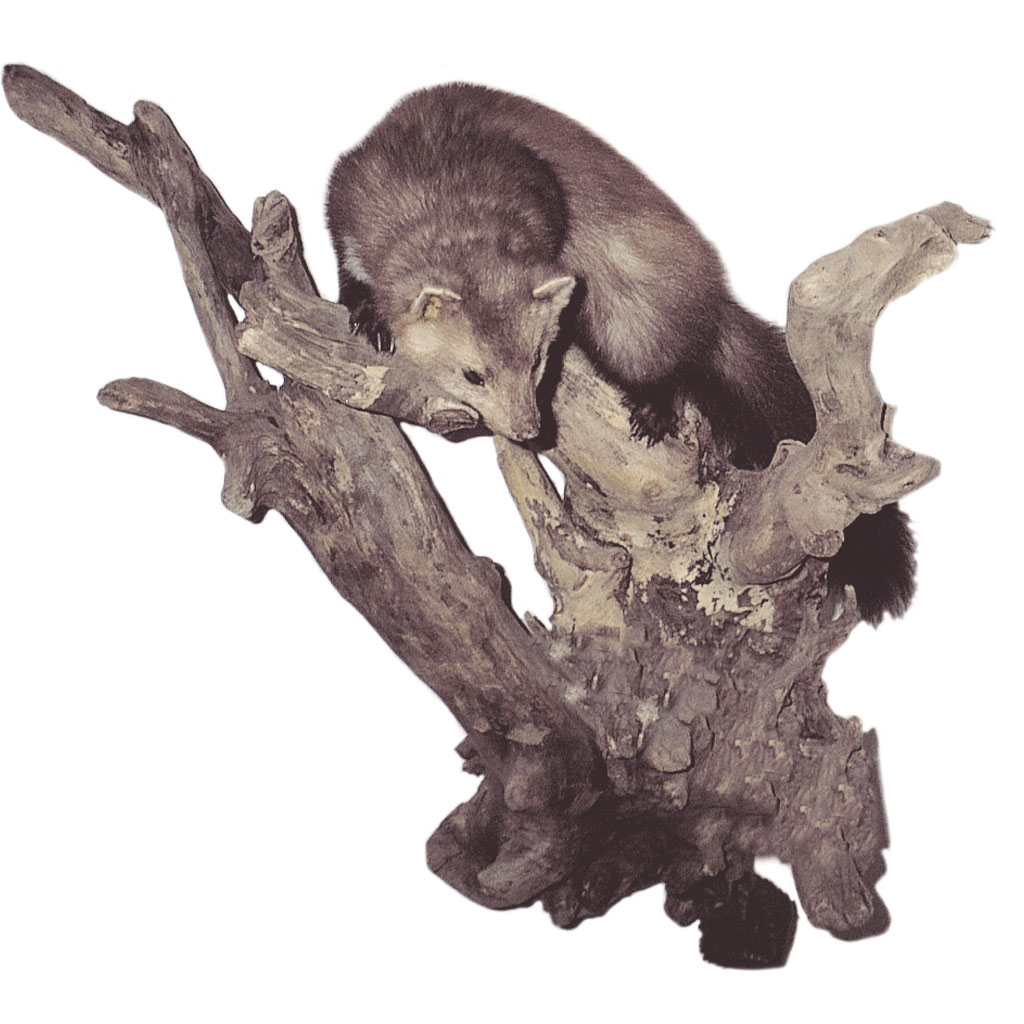 temp2285DH8GDEvAZeXMx Ganzpräparat Steinmarder