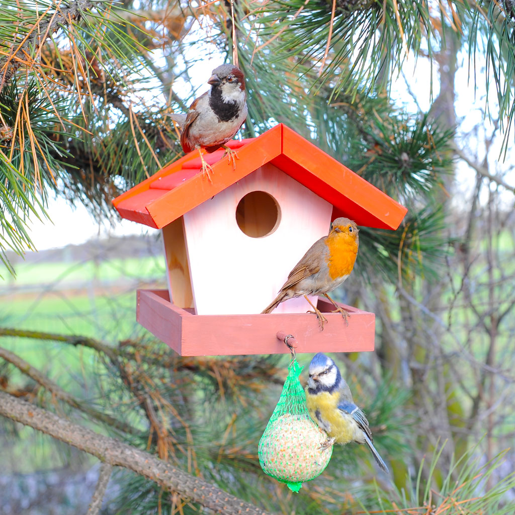 tempvogelfutterhaus_wiemann_lehrmittel_92674g9kEHcnlRWBN1 Futterhaus für Vögel – Holz-Bausatz für Kinder