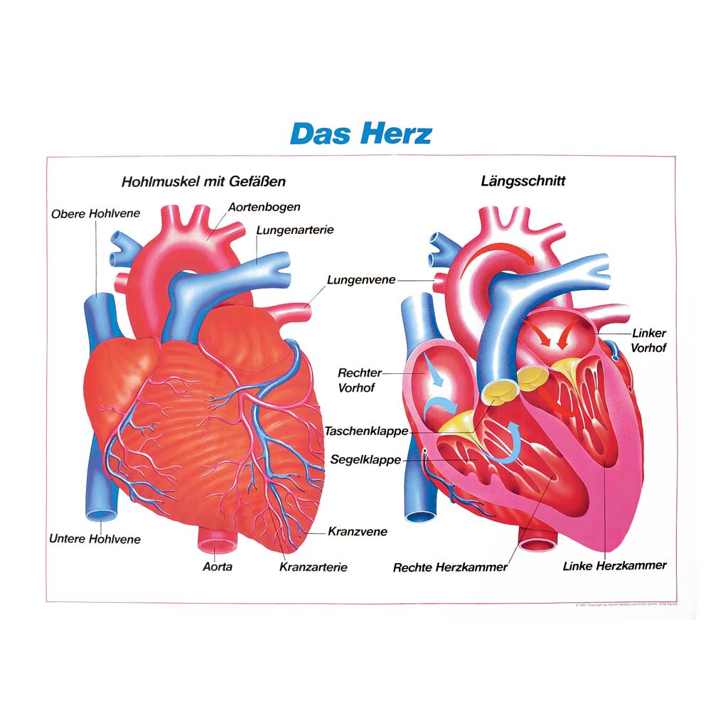 Schautafel , 70 x 90 cm, Das Herz