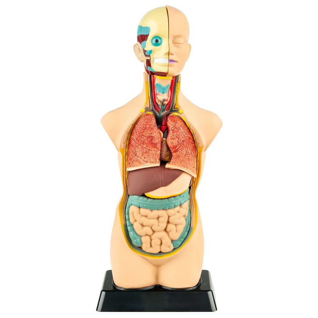 Übungstorso Mensch Übungstorso Mensch