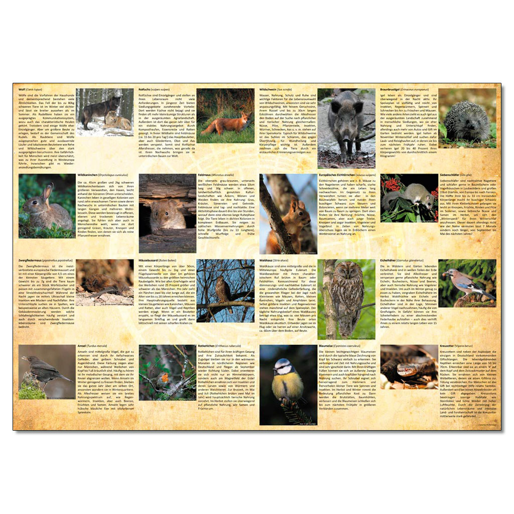 temp10786e-ecogon-das-spielG8C8N5rJAmROL Ecogon - Das Spiel