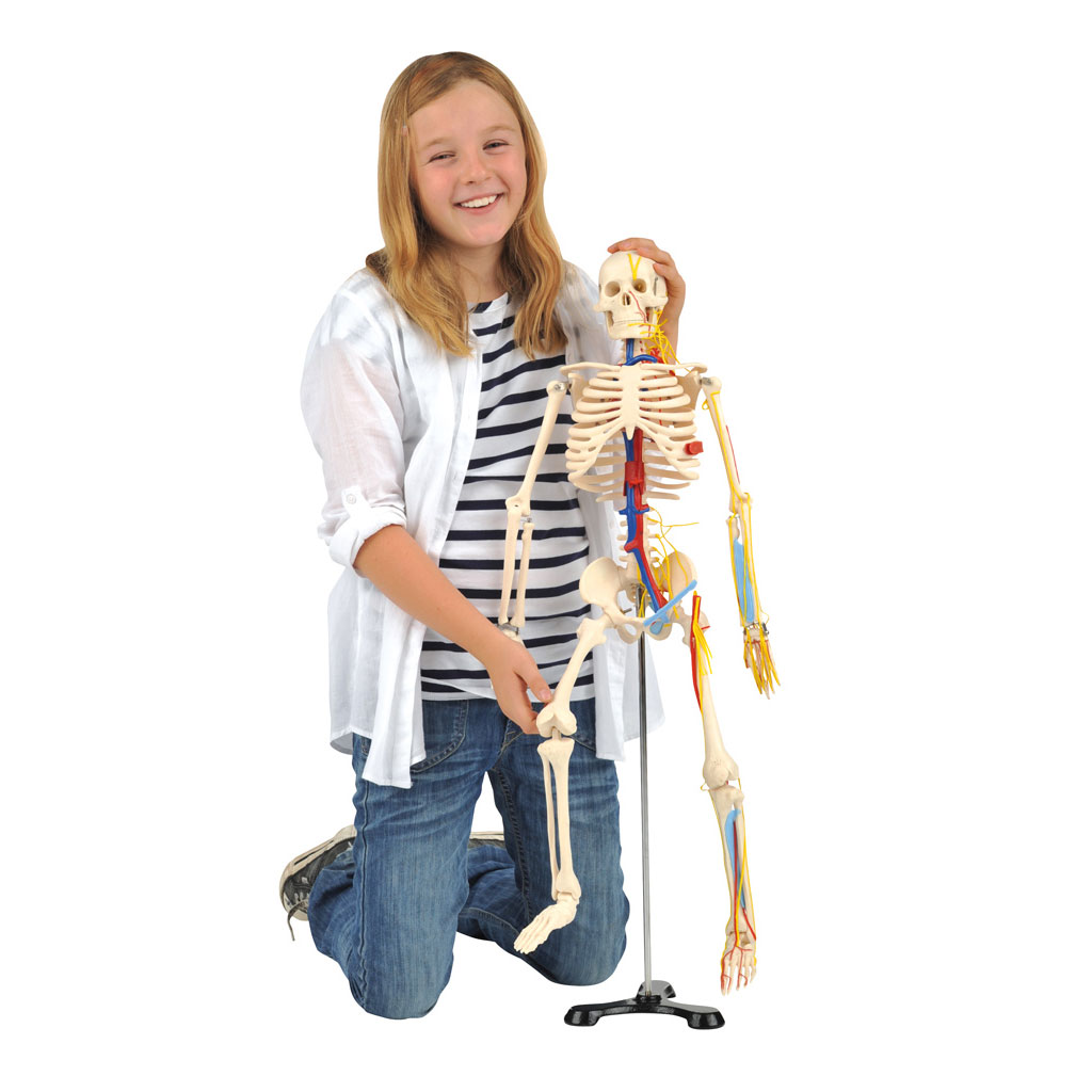 temp22333pd4QijzpJ9Cd4 Kleines Skelett auf Stativ