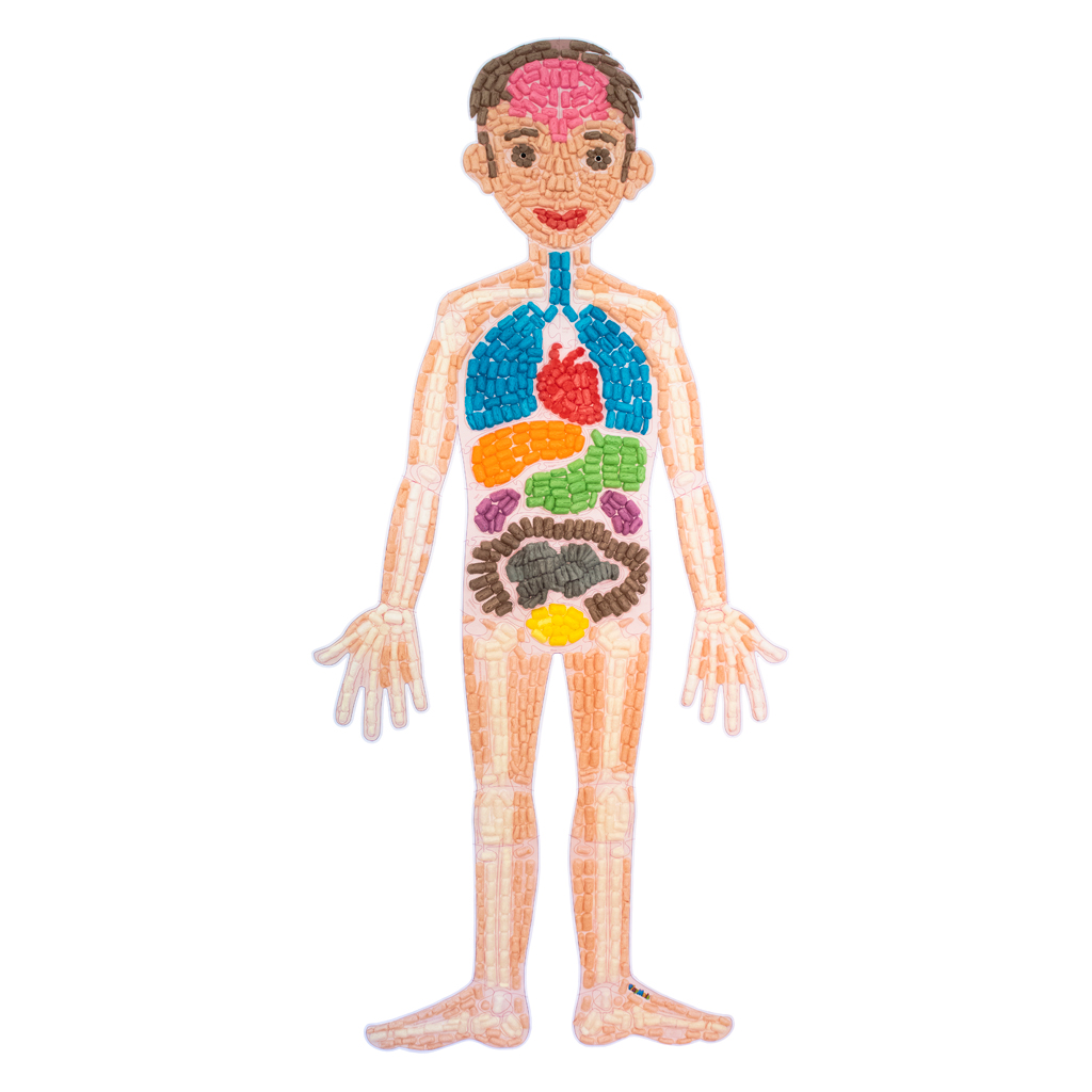 PlayMais® Anatomie-Puzzle