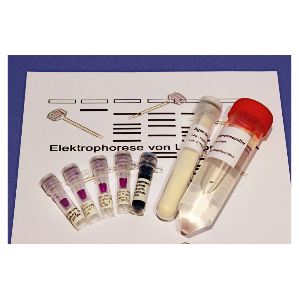 Elektrophorese von Lambda-DNA