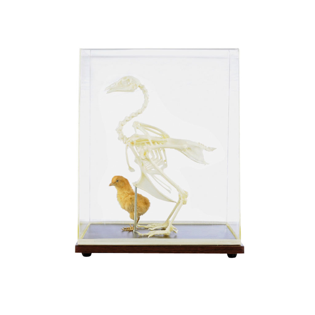 temp2236m2mGWfY4s9AbM Skelett vom Haushuhn unter Acrylglas