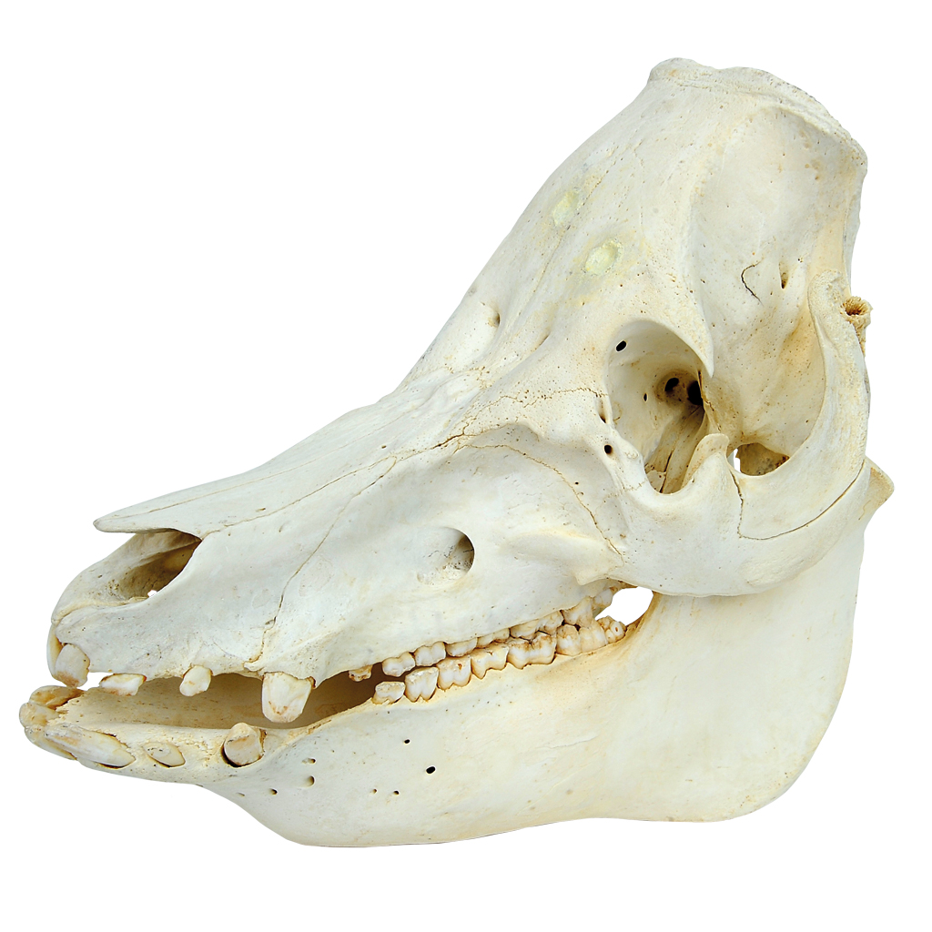 tempschweineschaedel_wiemann_lehrmittel_22418YgcOigiukZ2v Auf diesem Bild ist das Produkt mit der Art.Nr.: W-2241 zu sehen