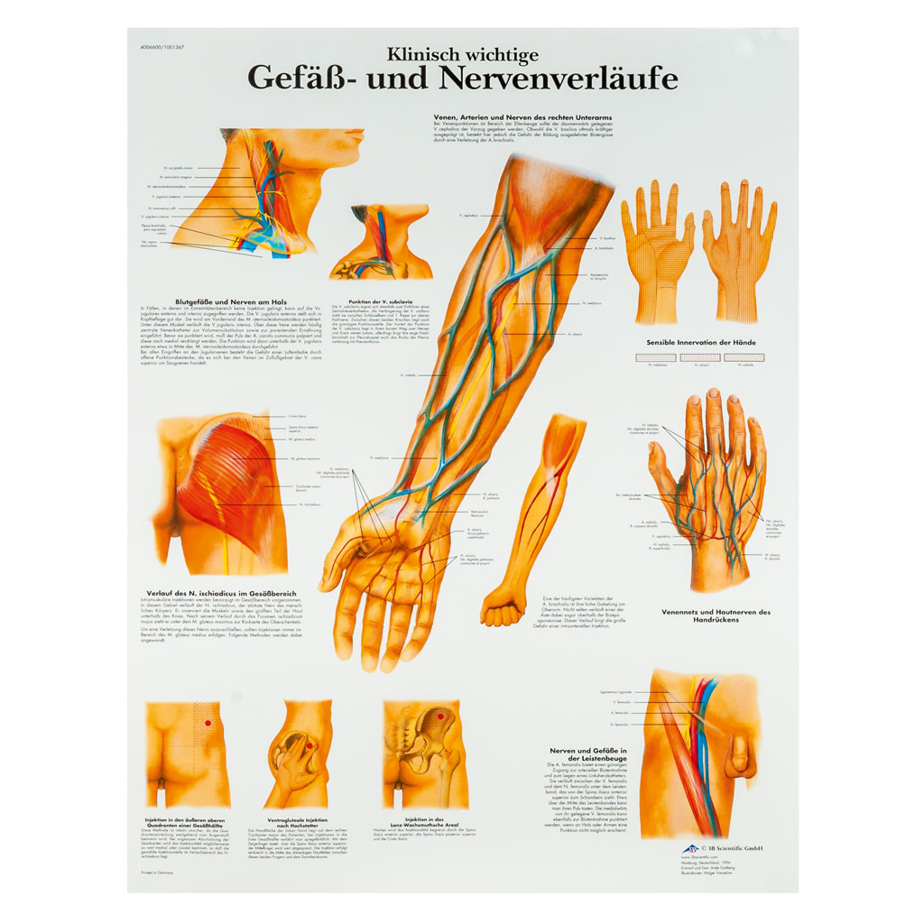 Gefäß- und Nervenverläufe - Poster laminiert Gefäß- und Nervenverläufe - Poster laminiert