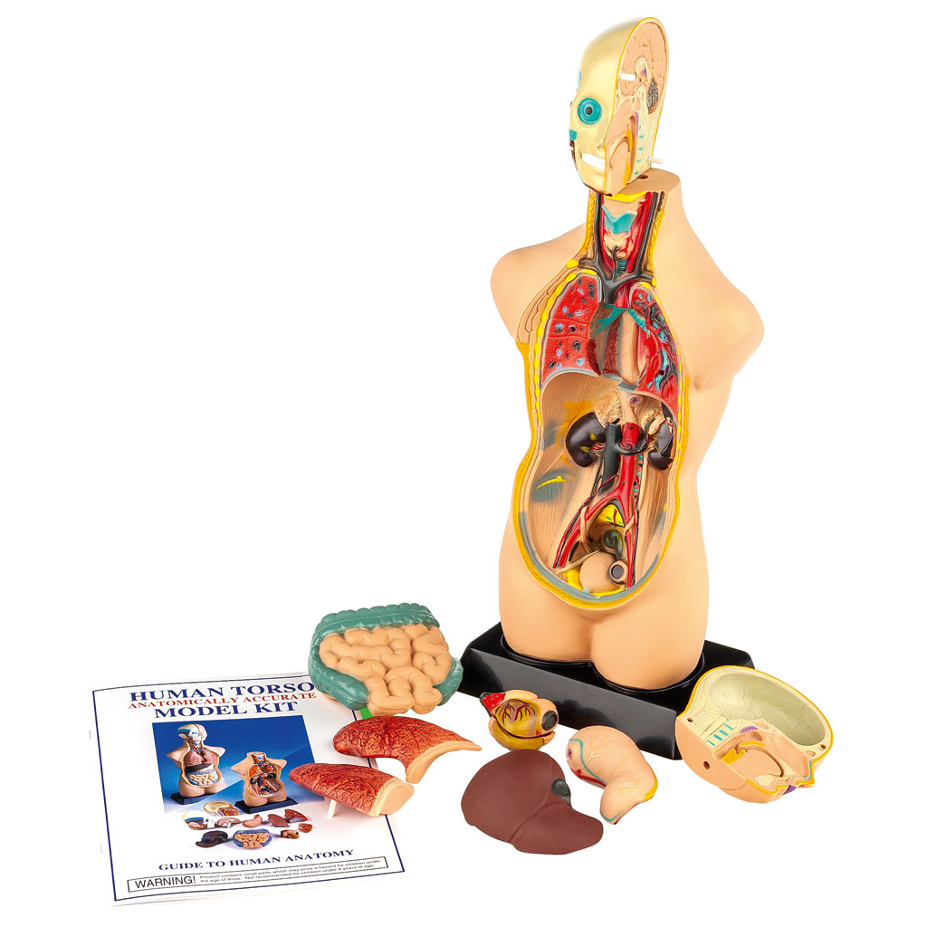 Übungstorso Mensch Übungstorso Mensch