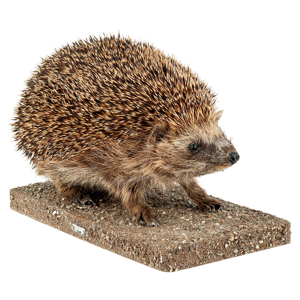 Ganzpräparat Igel