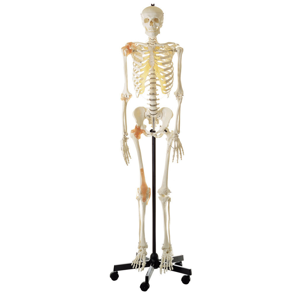 Skelett mit Gelenkbändern