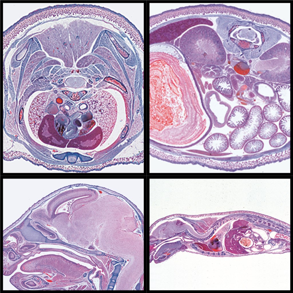 Serie 8600 Entwicklung des Schweineembryos (Sus scrofa ) 