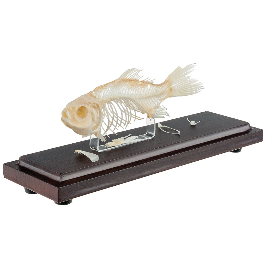 Skelett vom Karpfen klein unter Acrylglas Skelett vom Karpfen klein unter Acrylglas