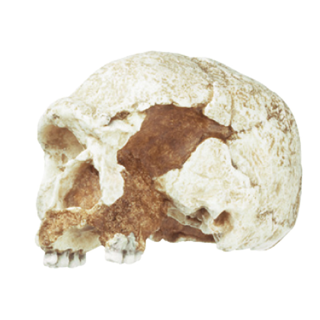 Schädelrekonstruktion - Homo heidelbergensis