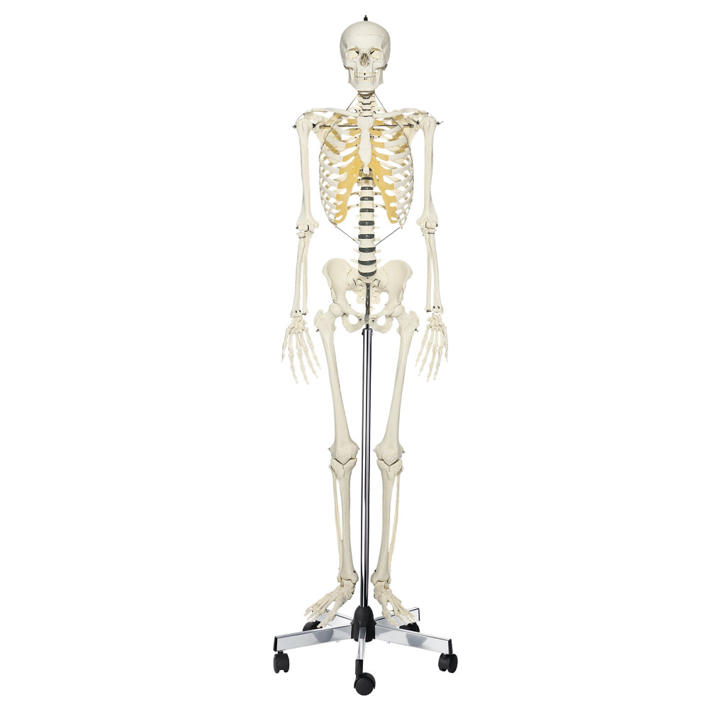 SOMSO-Skelett