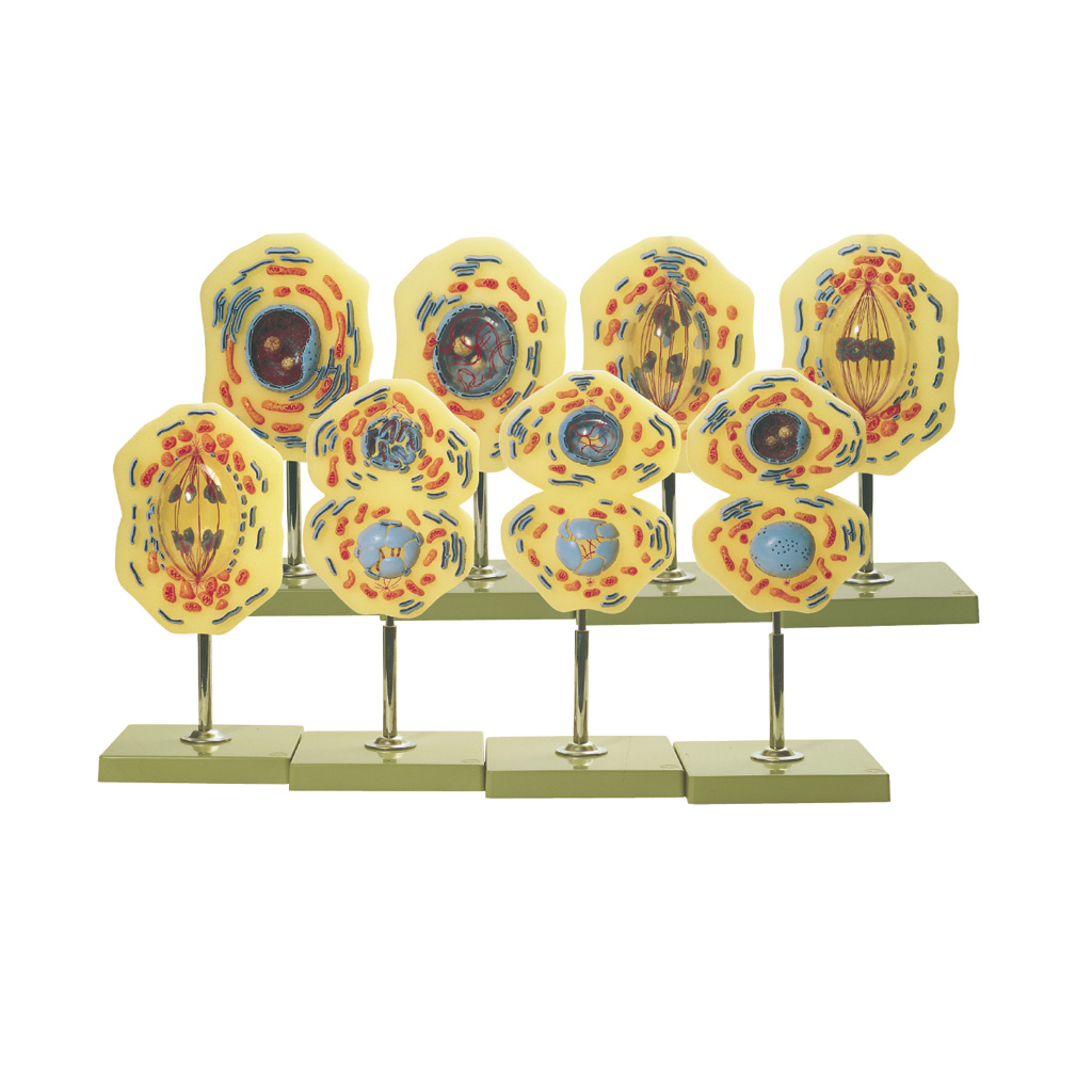 Modell von der Mitose Modell von der Mitose