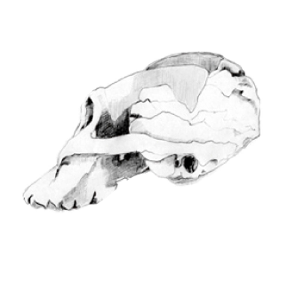 Schädelrekonstruktion - Paranthropus æthiopicus