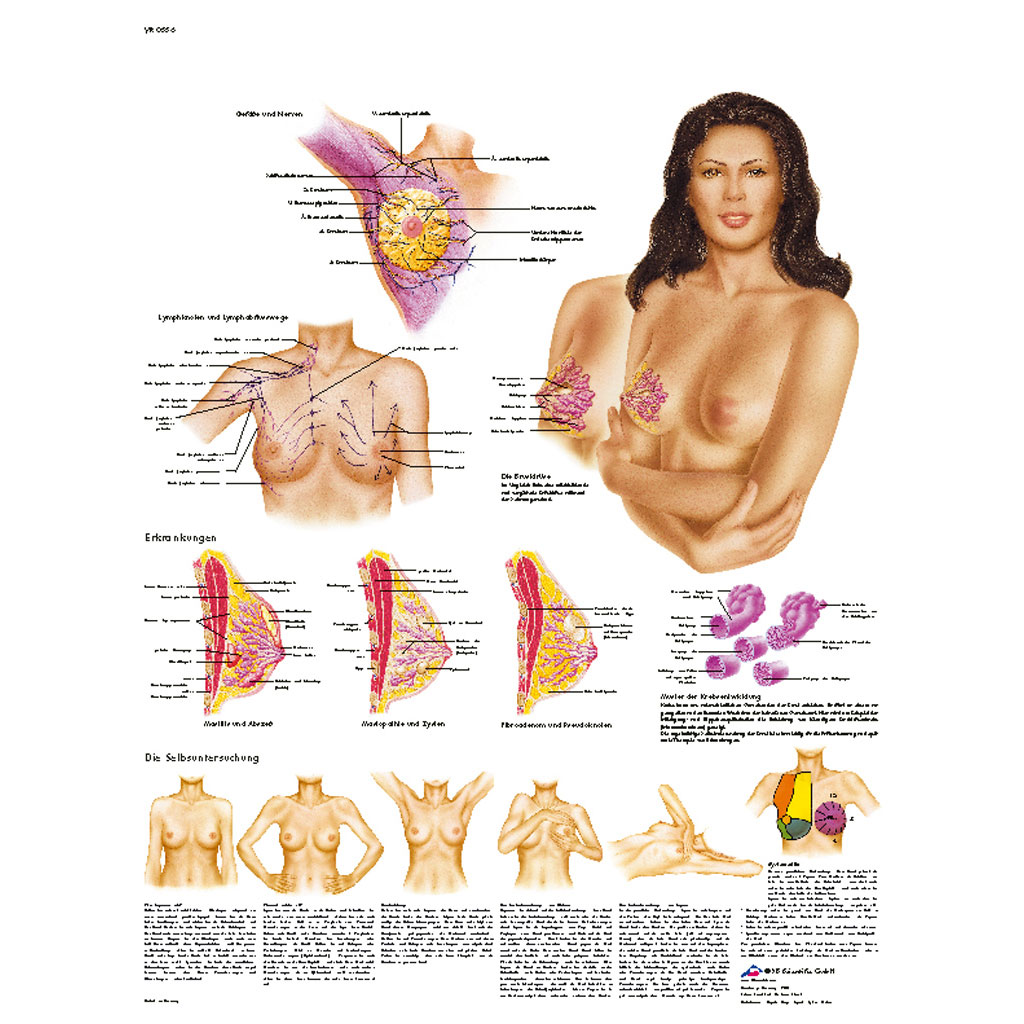 Die weibliche Brust - Anatomie, Pathologie, Selbstuntersuchung - Poster