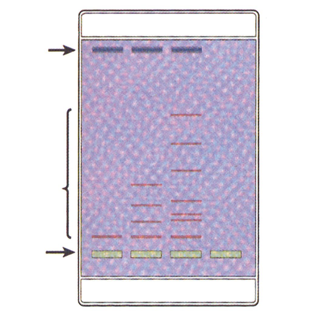 temp21384_1a0fA754oFjXqK Elektrophorese von Farbstoffen