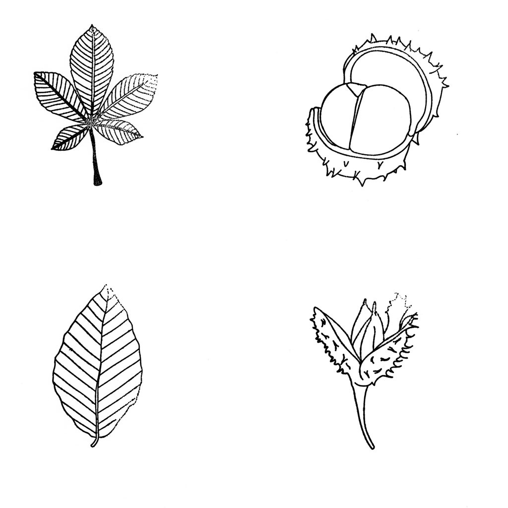 temp91067_3RfNqCzN5ccG65 Naturstempel Blätter und Früchte, 10 Stück