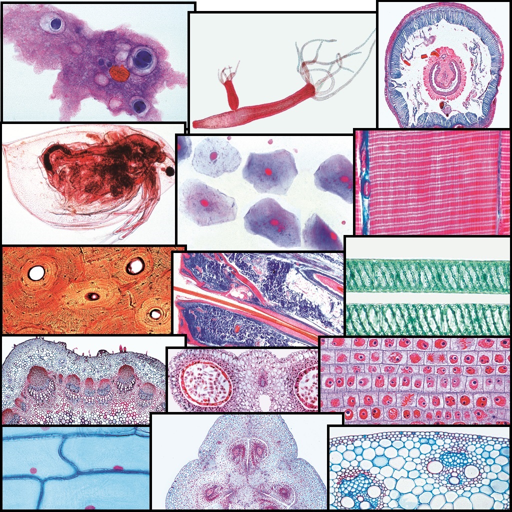tempw500schulserieaAUT53jdfnGspt Schulserie A