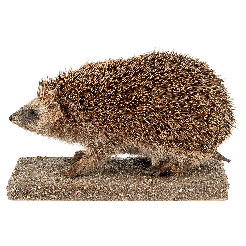 Ganzpräparat Igel