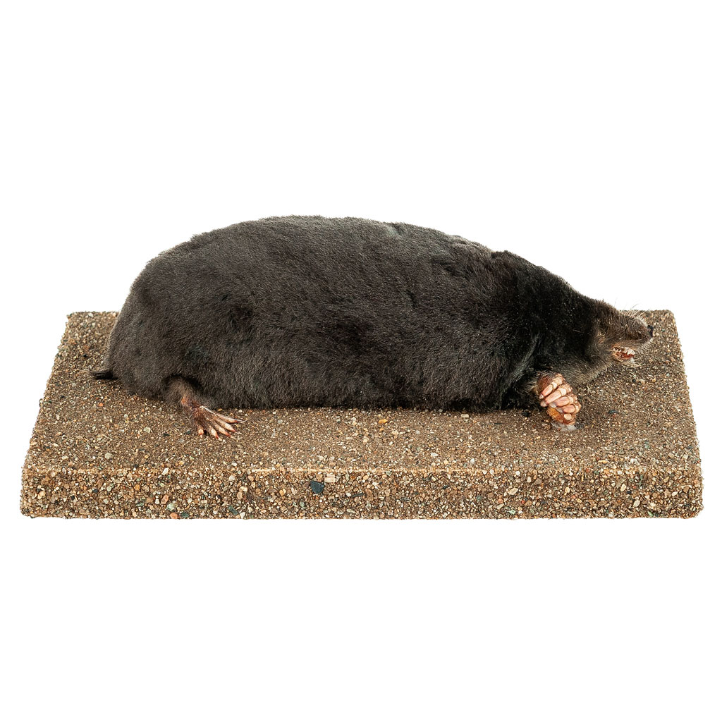 Ganzpräparat Maulwurf Ganzpräparat Maulwurf