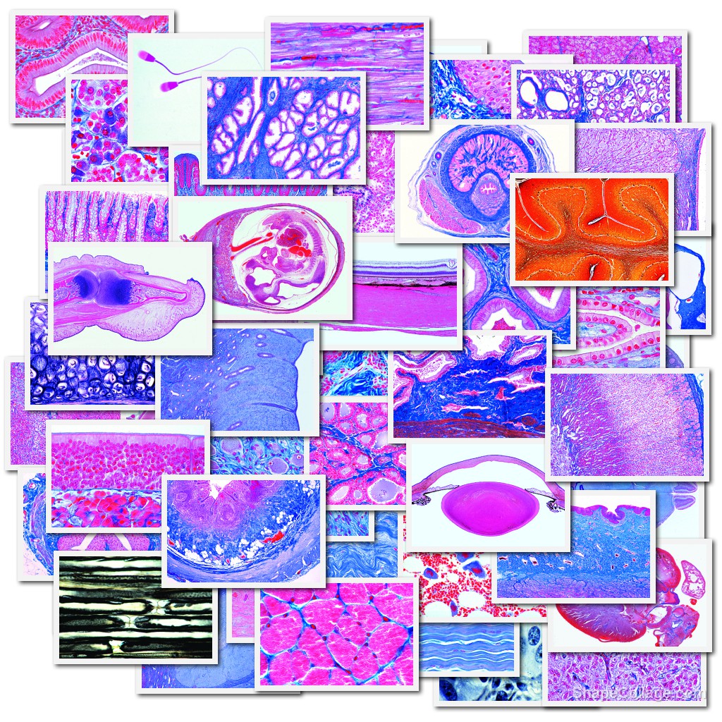 tempmp-s25xx-ffJASRrLkJ6G1Zw Komplette Serie Histologie der Säugetiere - Ergänzungsserie (Serie 2500)