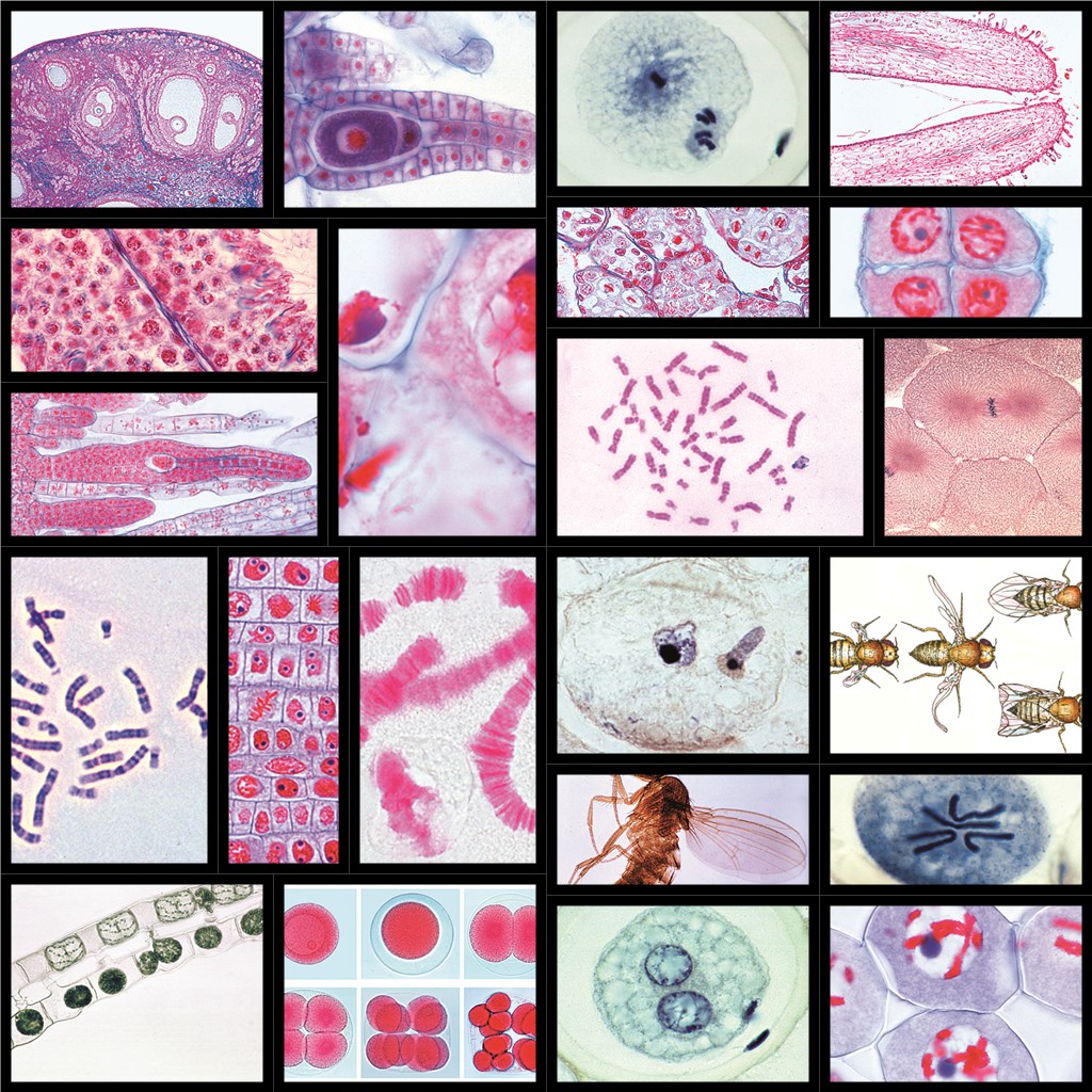 tempmp-s76xxx-ffcKdMtEse1yxna Präparate Serie 76000 von LIEDER