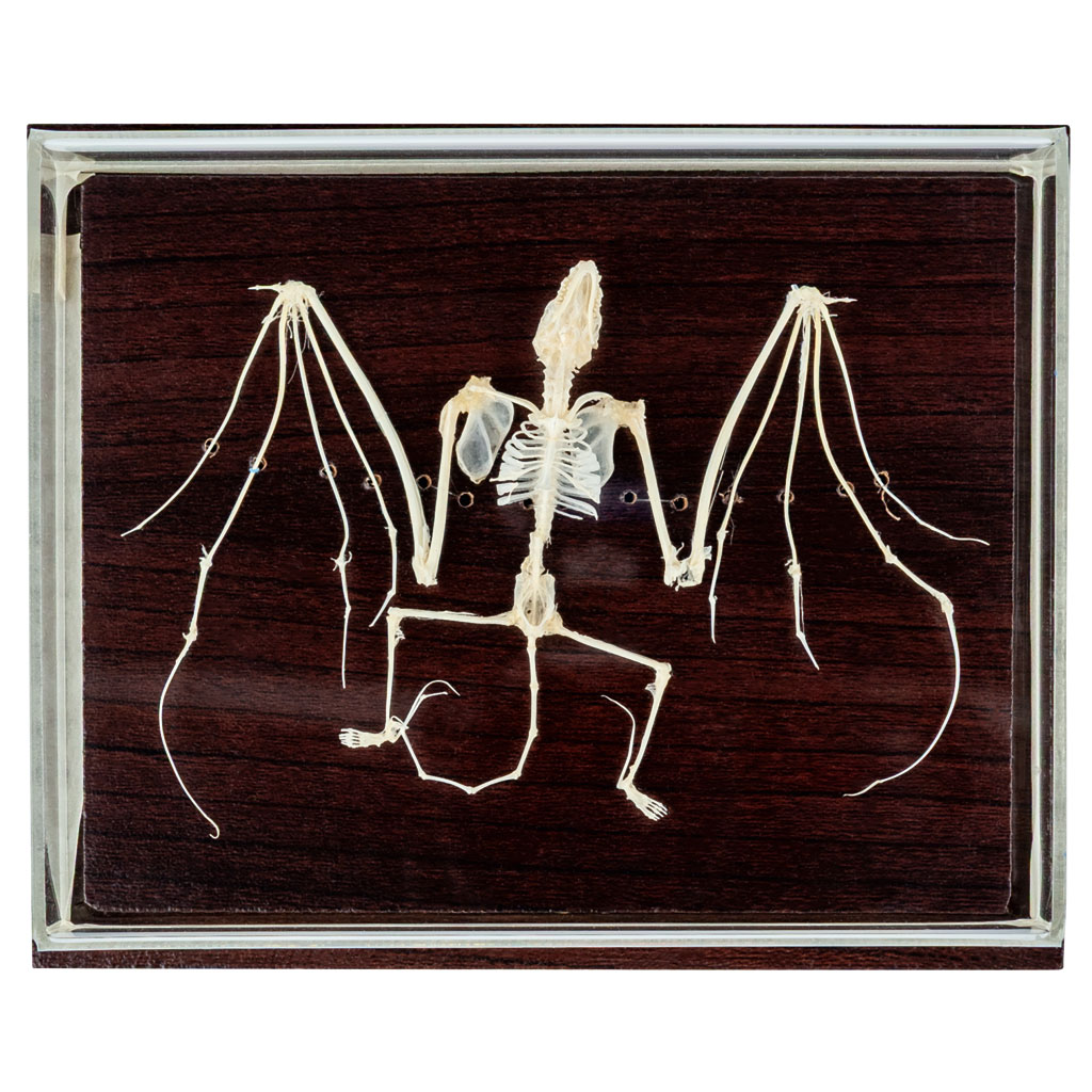 Skelett der Fledermaus (nicht geschützte Art)-Bild Auf diesem Bild ist das Produkt mit der Art.Nr.: W-22383 zu sehen